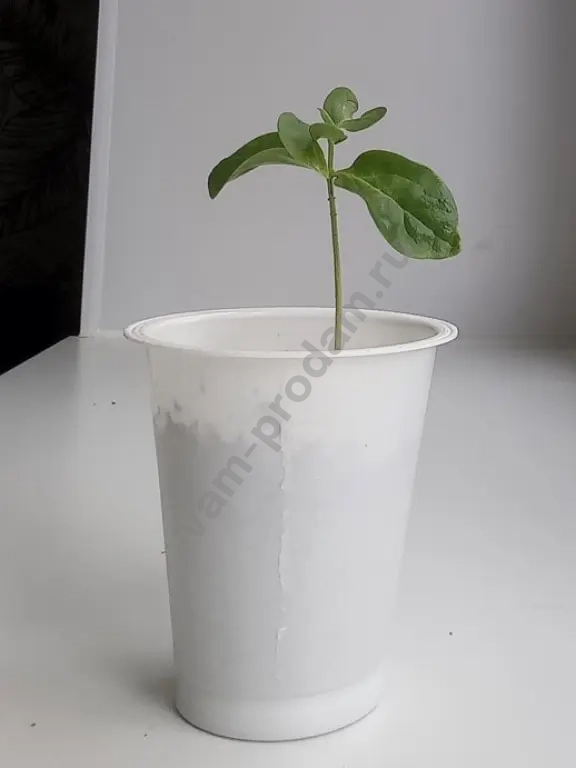 хурма королек