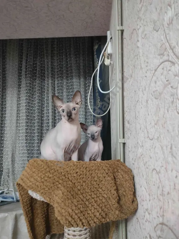 Канадский сфинкс