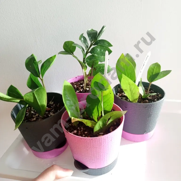 Замиокулькас