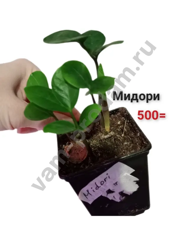 Замиокулькас Мидори круглый