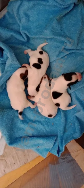 щенки Джек Рассел терьер