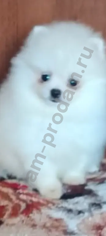 Щенок шпица