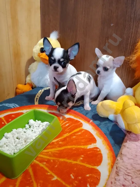 щенки чихуа мини