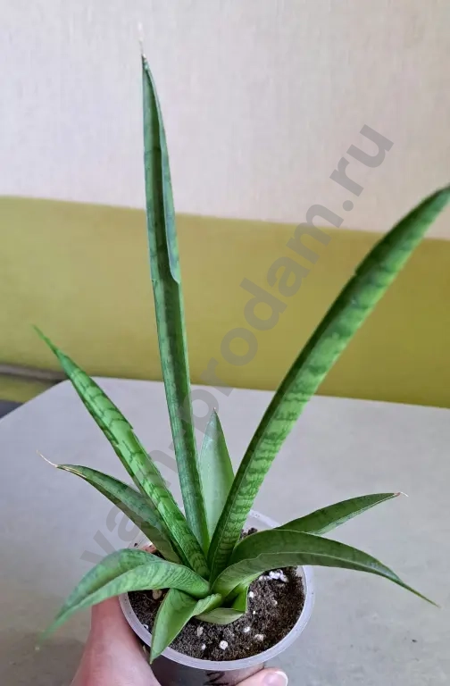 Сансевиерия тач леди