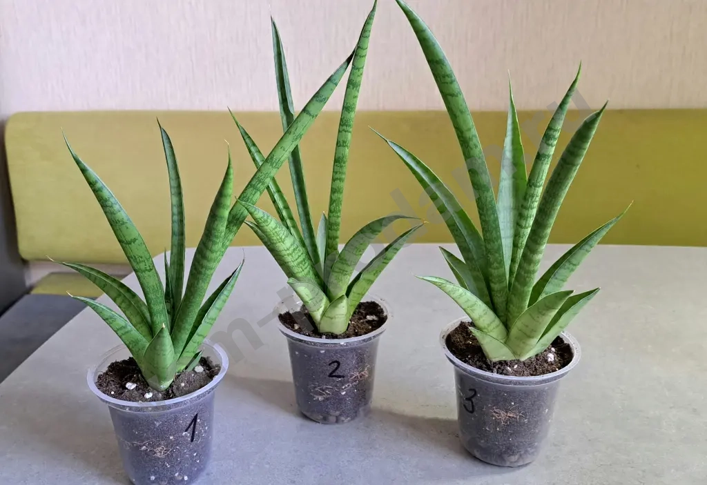 Сансевиерия тач леди