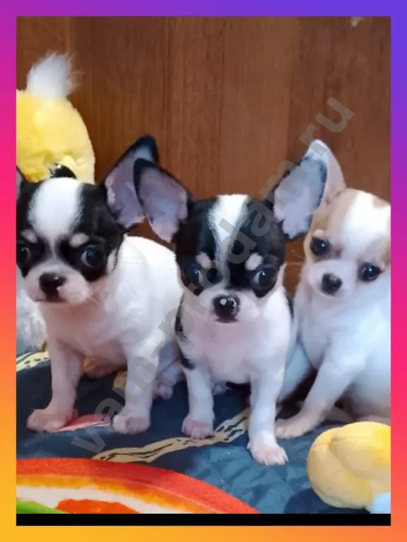 щенки чихуа мини