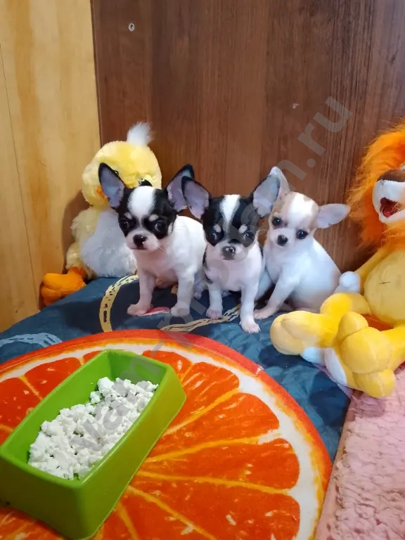 щенки чихуа мини