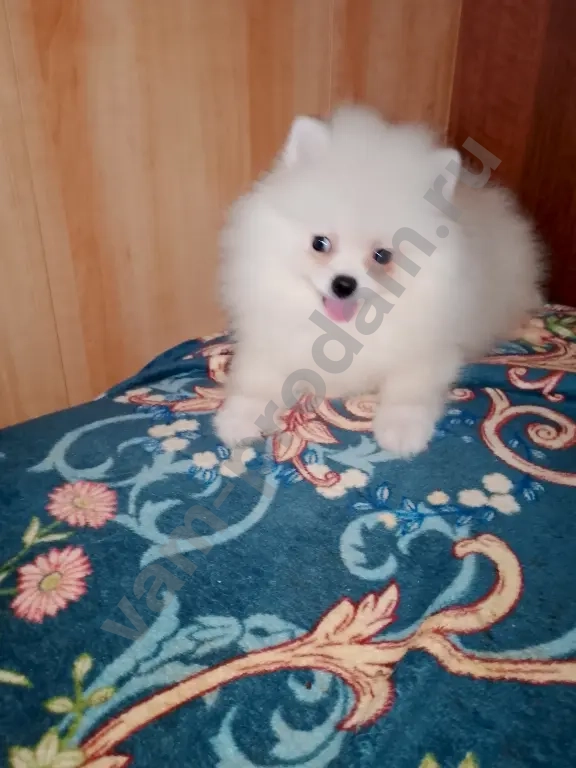 Щенок шпица