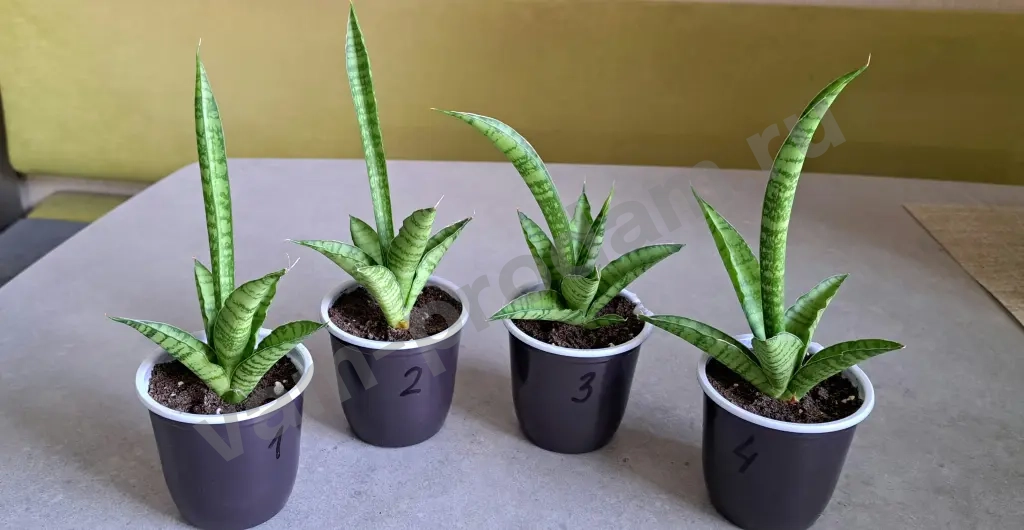 Сансевиерия тач леди