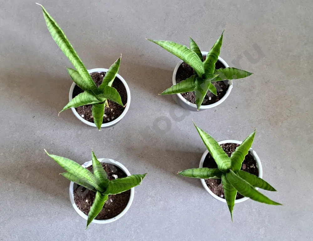 Сансевиерия тач леди