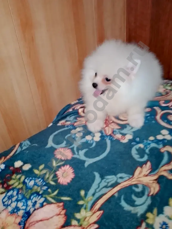 Щенок шпица