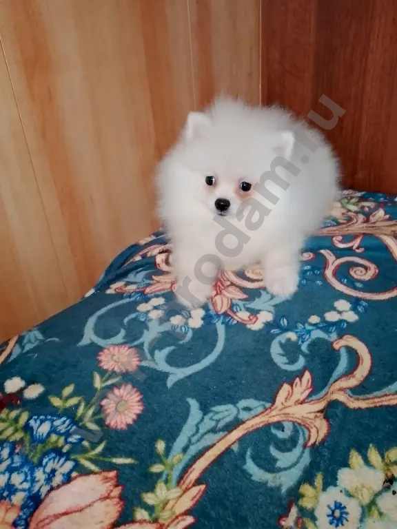 Щенок шпица