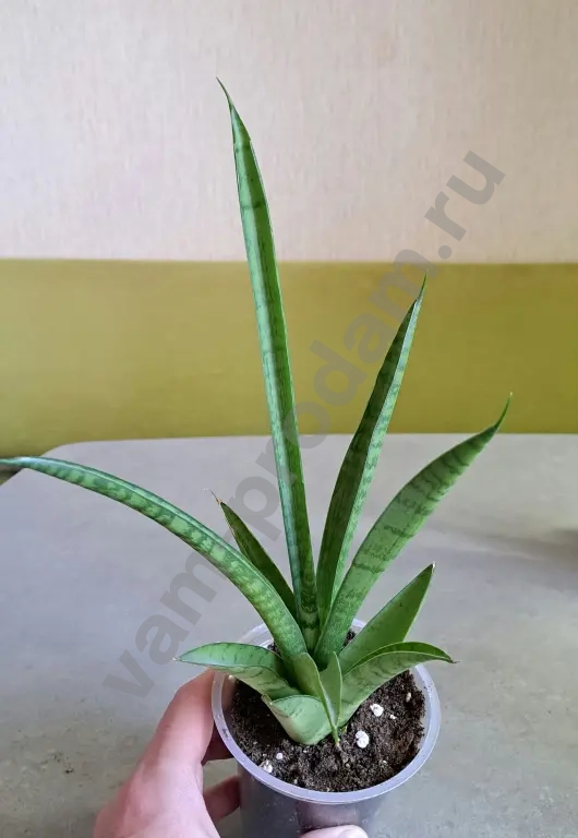 Сансевиерия тач леди