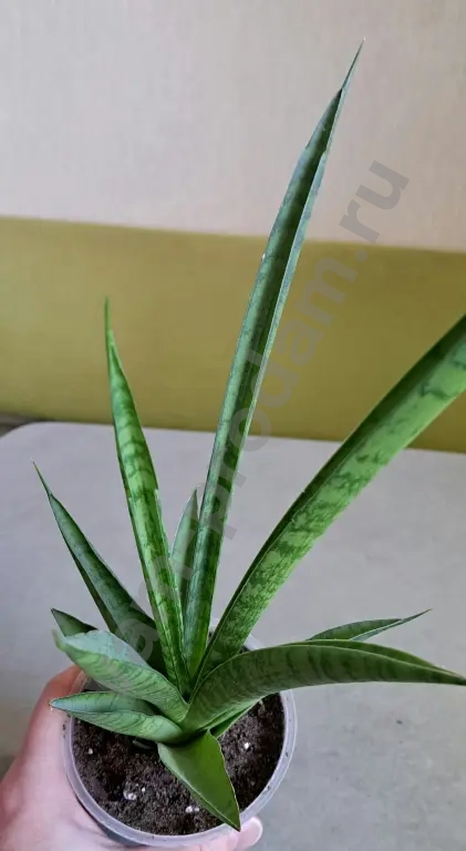 Сансевиерия тач леди