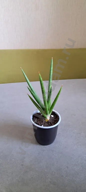 Сансевиерия францизи