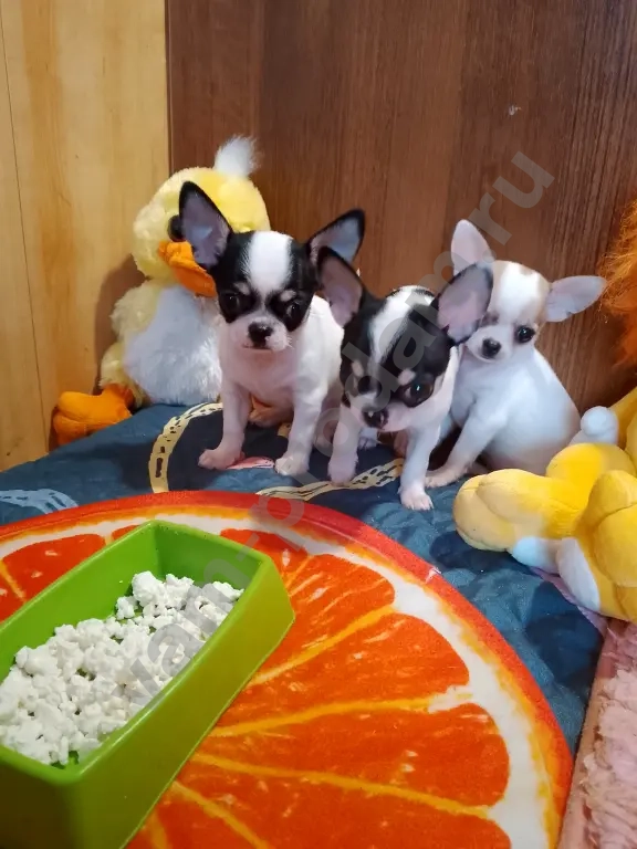 щенки чихуа мини