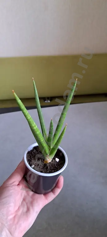 Сансевиерия францизи