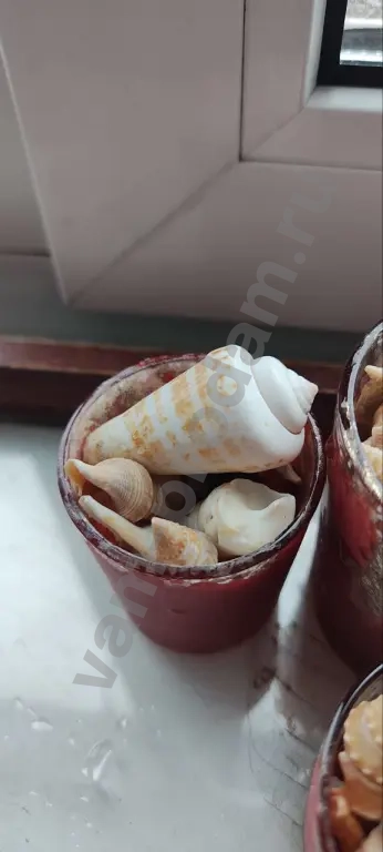 Ракушки морские