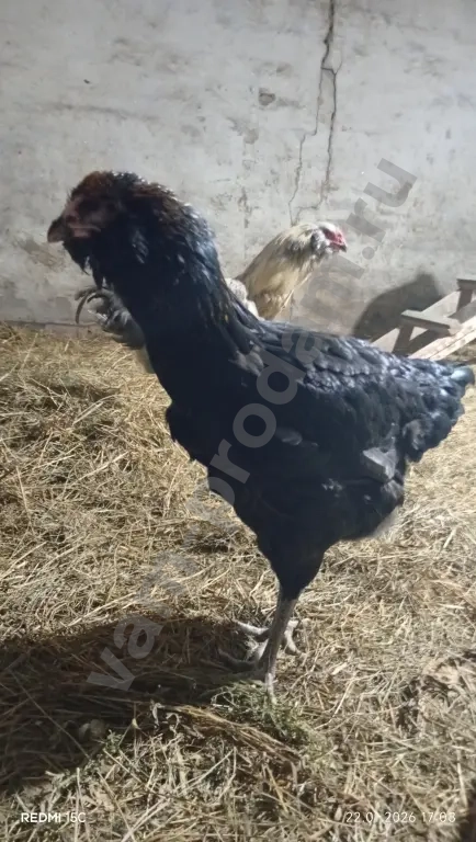 Павлин/Силки (китайские шёлковые)/Гергебильские