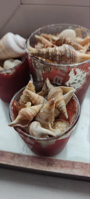 Ракушки морские