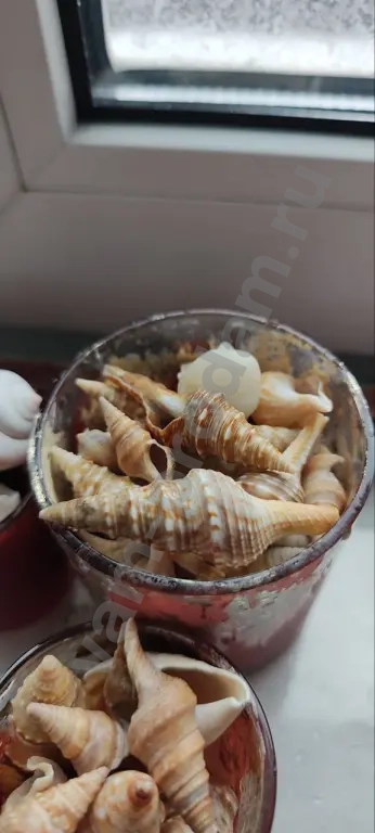 Ракушки морские