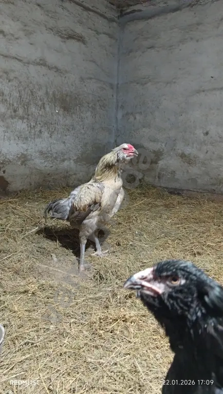 Павлин/Силки (китайские шёлковые)/Гергебильские