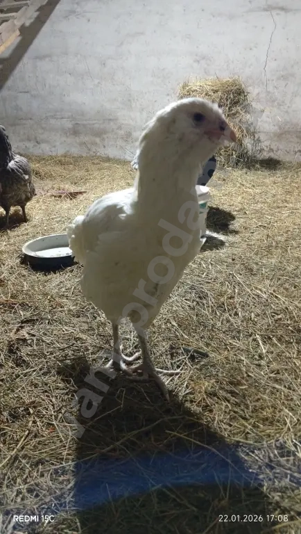 Павлин/Силки (китайские шёлковые)/Гергебильские