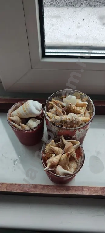 Ракушки морские