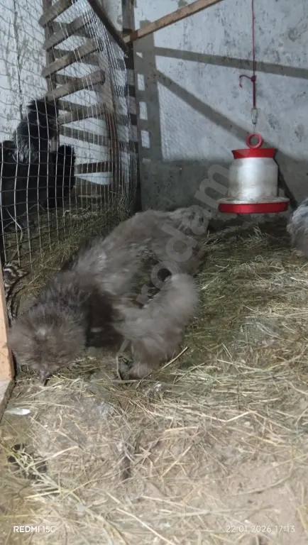 Павлин/Силки (китайские шёлковые)/Гергебильские