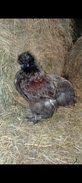 Павлин/Силки (китайские шёлковые)/Гергебильские