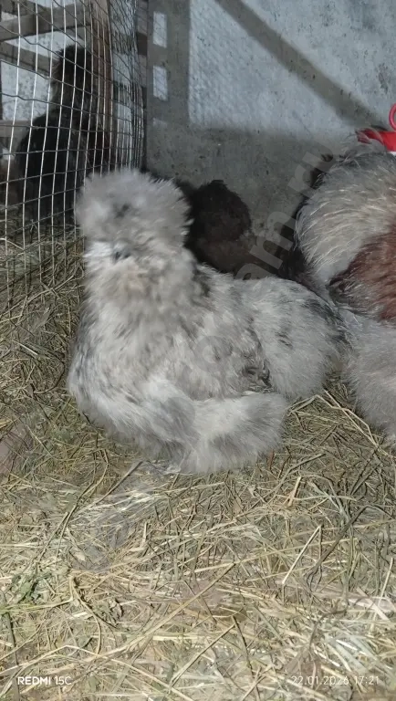 Павлин/Силки (китайские шёлковые)/Гергебильские