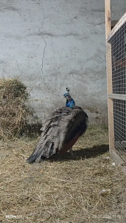 Павлин/Силки (китайские шёлковые)/Гергебильские