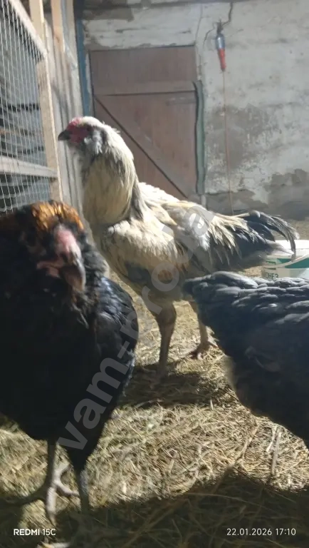 Павлин/Силки (китайские шёлковые)/Гергебильские