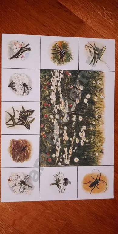 Новое Зоо лото Советская настольная игра