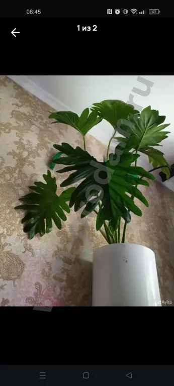 Филодендрон