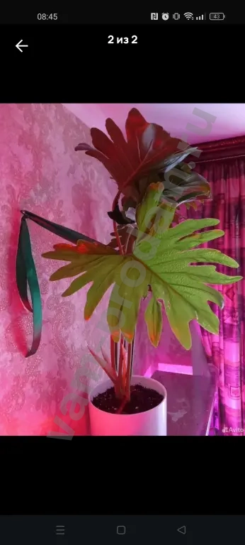 Филодендрон