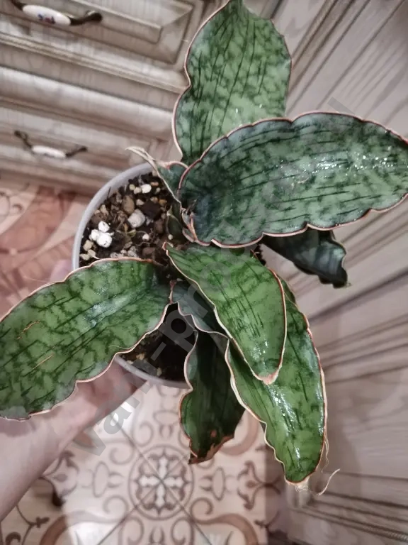 Сансиеверия Кирки Блю