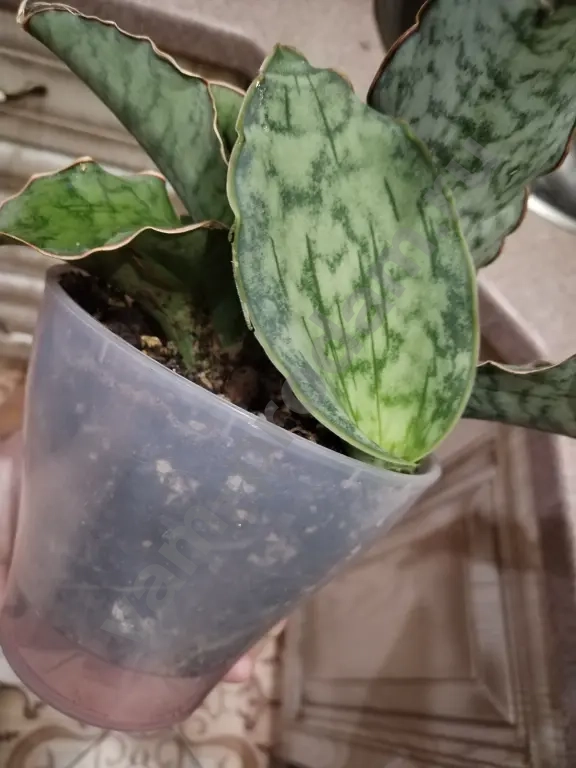 Сансиеверия Кирки Блю