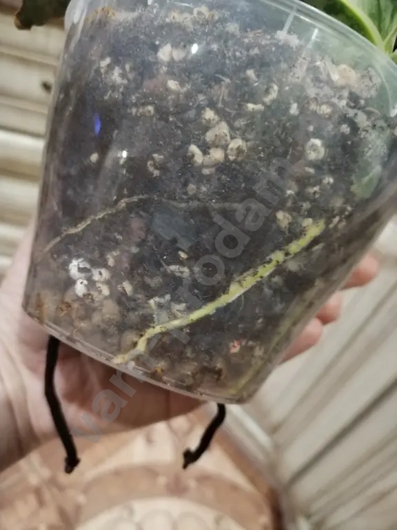 Сансиеверия Кирки Блю