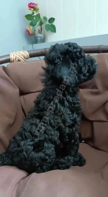 Карликовый пудель 2 девочки и мальчик
