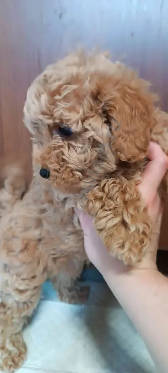 Карликовый пудель 2 девочки и мальчик