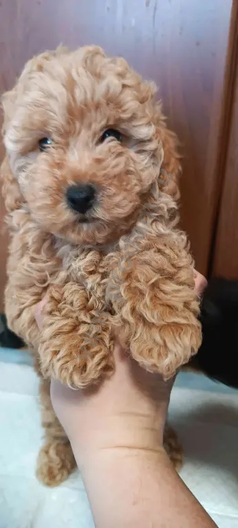 Карликовый пудель 2 девочки и мальчик