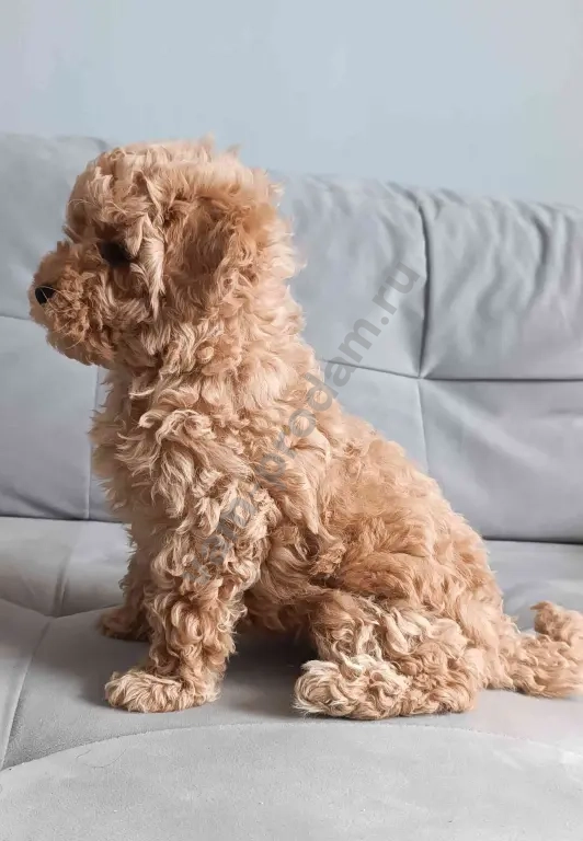 Карликовый пудель 2 девочки и мальчик