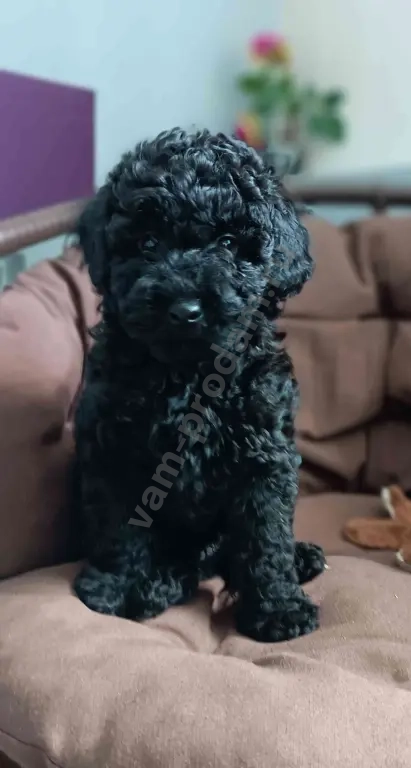 Карликовый пудель 2 девочки и мальчик