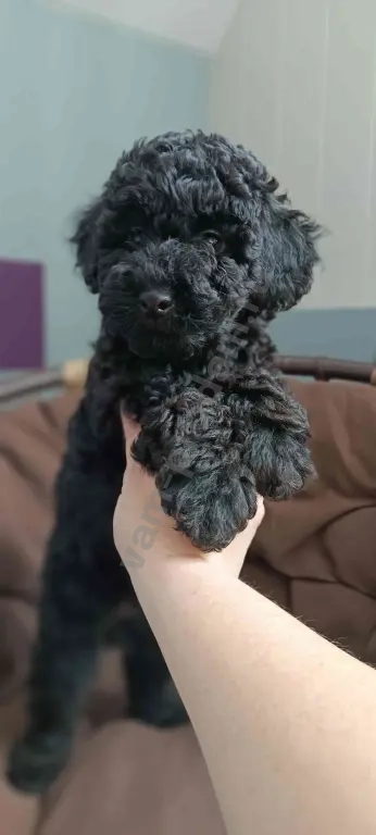 Карликовый пудель 2 девочки и мальчик