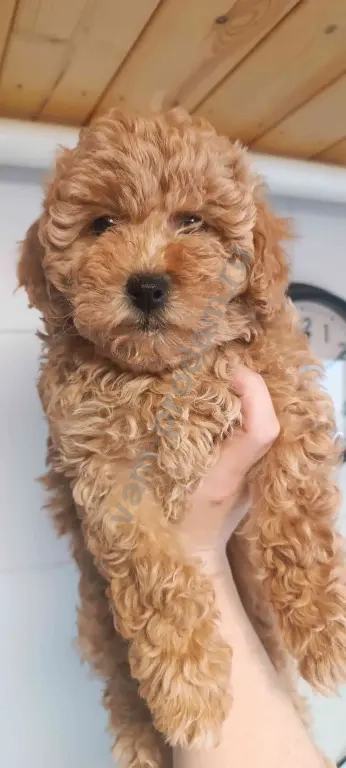 Карликовый пудель 2 девочки и мальчик