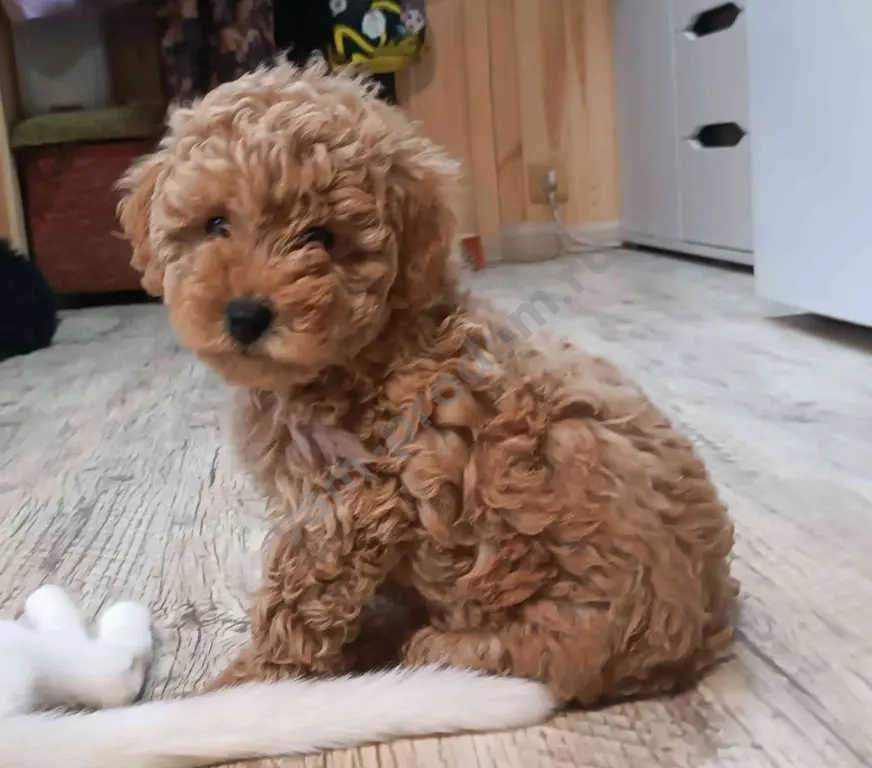 Карликовый пудель 2 девочки и мальчик