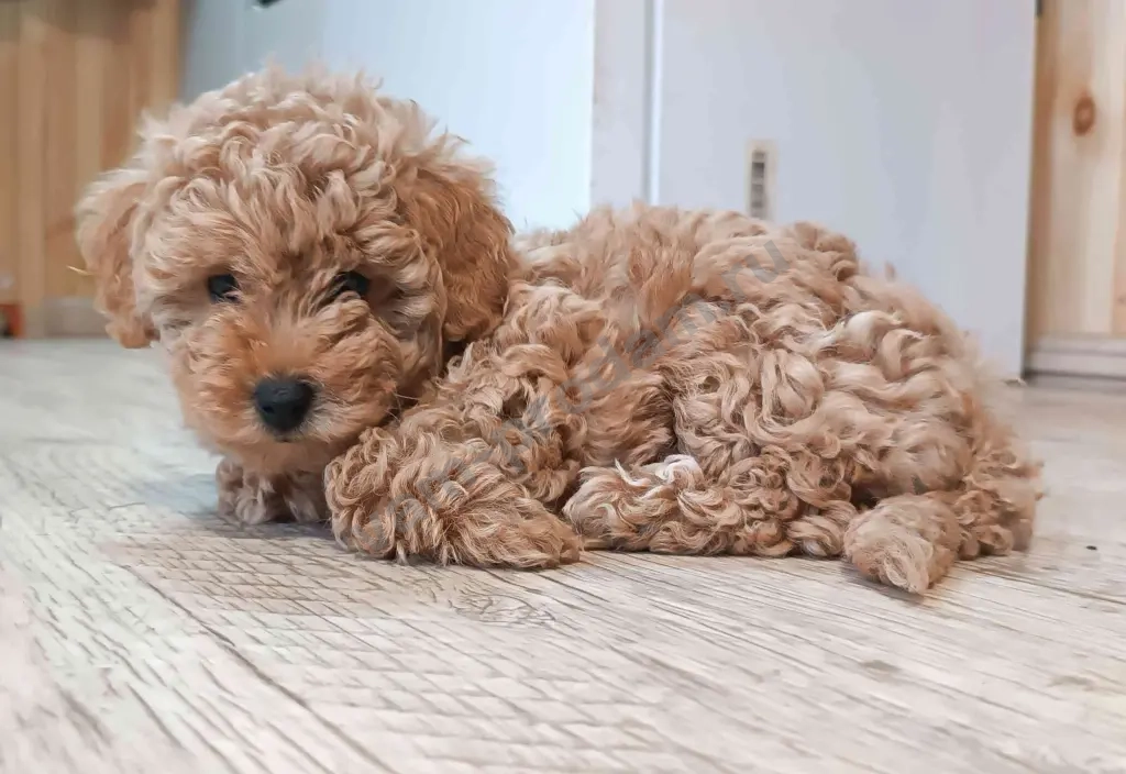 Карликовый пудель 2 девочки и мальчик