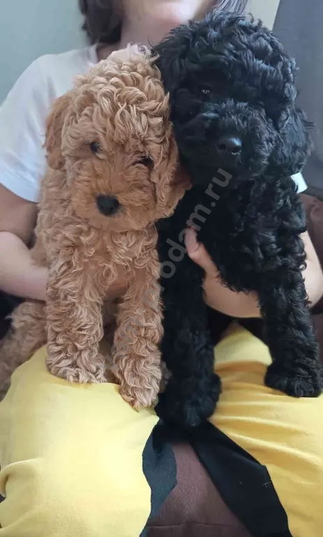 Карликовый пудель 2 девочки и мальчик