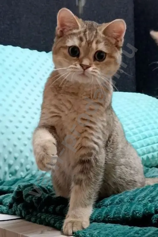 Чистопородные шотландские котята золотого окраса